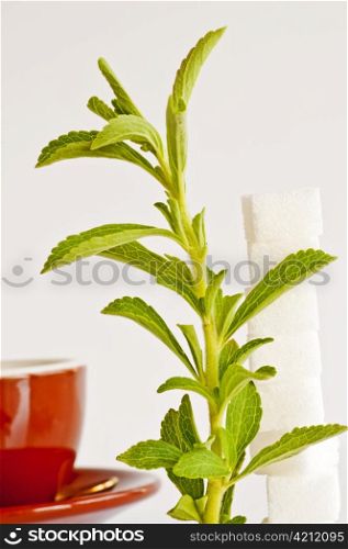 Stevia rebaudiana the herbal support for sugar. Stevia rebaudiana, support for sugar