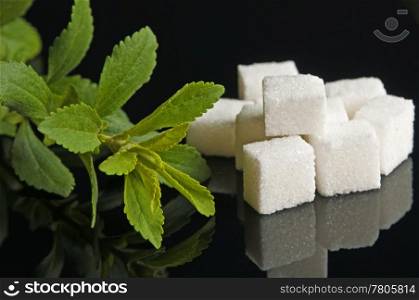 Stevia rebaudiana the herbal support for sugar. Stevia rebaudiana, support for sugar