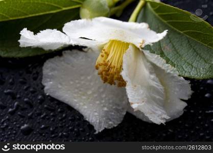 Stewartia pseudo-camellia