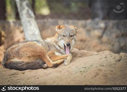 Stick out tongue animal / Close up of eye black backed jackal wildlife lying on the rock / Golden jackal