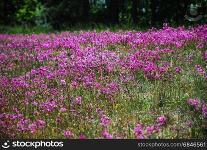 Sticky Catchfly flowers all over. Field with purple Sticky Catchflowers all over