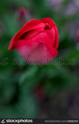 still closed red tulip blossom, only tip in the focus area, nicely blurred background