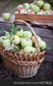 still life - basket with juicy apples in the garden.