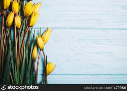 still life - beautiful wild yellow tulips on a blue background