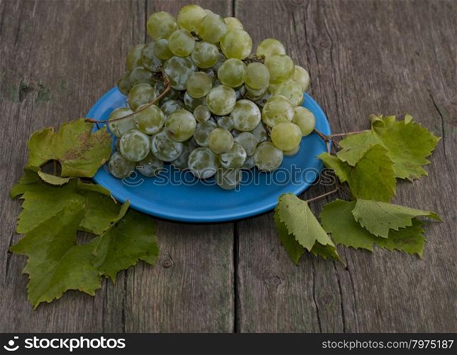 still life grapes on a blue plate and branches of leaves, a subject summer fruit