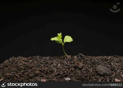 still life growing seedling. Resolution and high quality beautiful photo. still life growing seedling. High quality and resolution beautiful photo concept