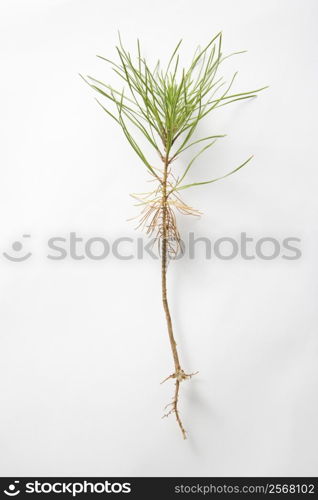 Still-life of dug up sapling in studio against white background.