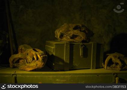 still life of old skull and wooden suitcase