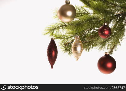 Still life of red and gold Christmas ornaments hanging from pine branch.