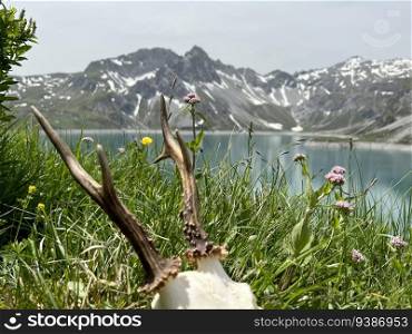 Still life of roebuck antlers in the high mountains of Montafon  Lake Lunersee, Vorarlberg . In the background the famous Ratikon Mountains, one of the most impressive alp regions of Austria and the European Alps.