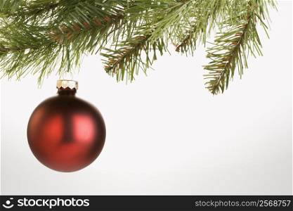 Still life of round red Christmas ornament hanging from pine branch.