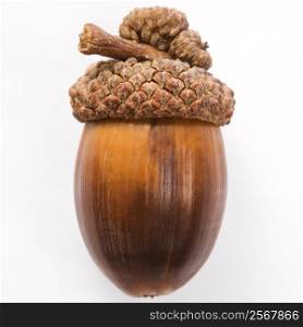 Still life of single acorn.