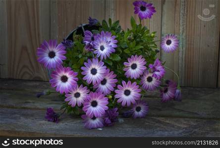 still life of spanish daisy flowers on a wooden table