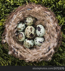 Still life of speckled eggs in nest.