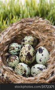 Still life of speckled eggs in nest.