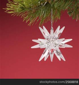 Still life of star-shaped white Christmas ornament hanging from pine branch.