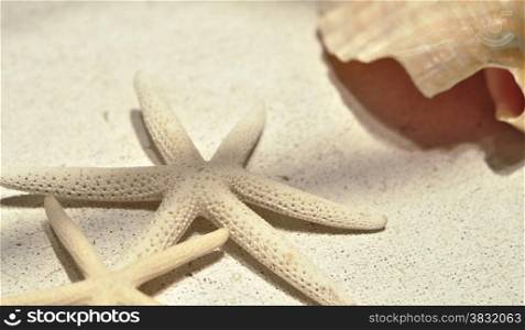Still LIfe of Starfish on Cloth Material