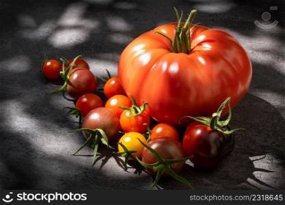 Still life tomatoes over dark background into natural sun light. Still life tomatoes over dark background