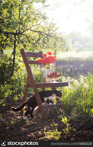 still life - vase with poppies, strawberries and cat on a vintage wooden chair in the garden. atmosphere and mood