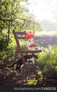 still life - vase with poppies, strawberries and cat on a vintage wooden chair in the garden. atmosphere and mood
