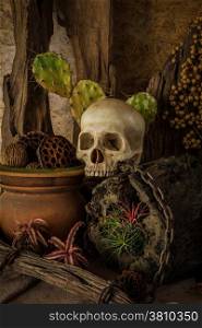 Still life with a human skull with desert plants, cactus, timber and chain.