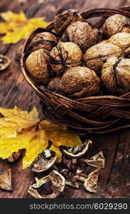 Still life with autumn harvest walnuts on wooden background. Walnuts