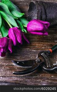 Still life with fresh cut spring tulips on a vintage wooden background with shears.. bouquet of spring tulips