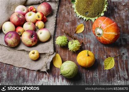 Still life with mini pumpkins. Decorative autumn mini pumpkins and autumn apples