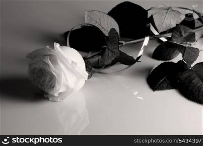 Still life with one white rose and gold ribbon isolated. Black and white