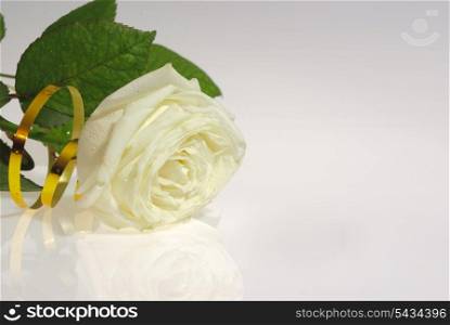 Still life with one white rose and gold ribbon with reflection