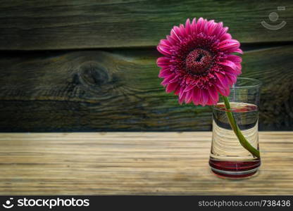 Still Life With Pink Gerbera. The old wooden board background