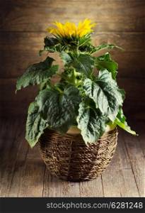 still life with sunflower on wooden background