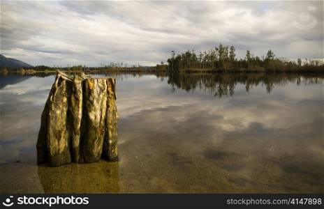 Still reflective waters with old tree stump and forest island