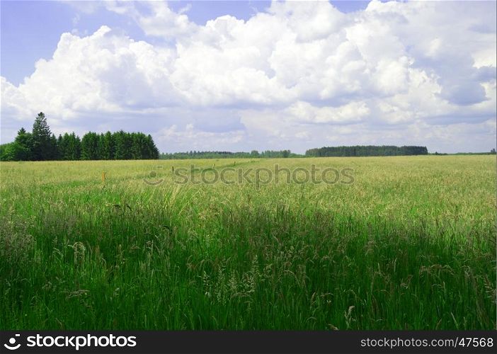Still very green wheatfield in the campaign.
