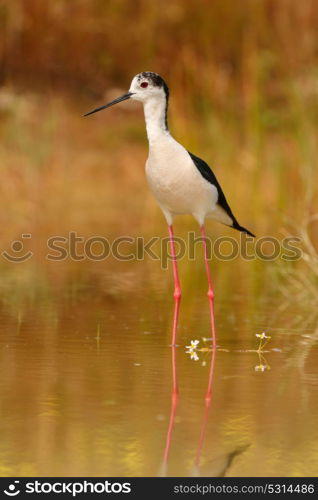 Stilt in a pond looking for food in Spain