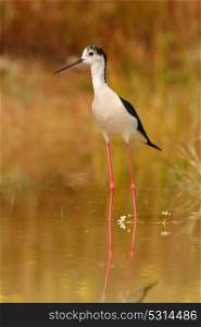 Stilt in a pond looking for food in Spain