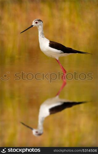 Stilt in a pond looking for food in Spain