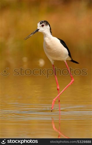 Stilt in a Spanish pond looking for food