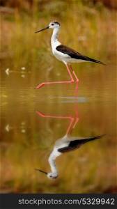 Stilt in a Spanish pond looking for food