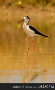 Stilt in a Spanish pond. Stilt in a Spanish pond looking for food