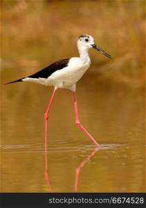 Stilt in a Spanish pond . Stilt in a Spanish pond looking for food