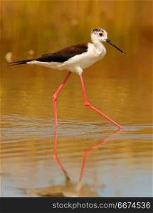 Stilt in a Spanish pond . Stilt in a Spanish pond looking for food