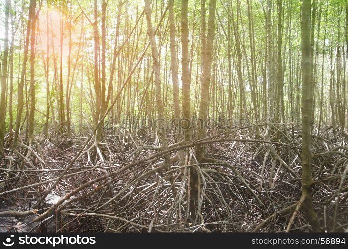 stilt root of the mangrove trees photo