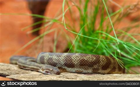 stimsons python antarasia stimsonisnake laying on a rock