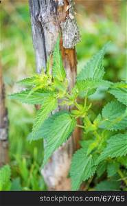 stinging nettle at a wooden fence