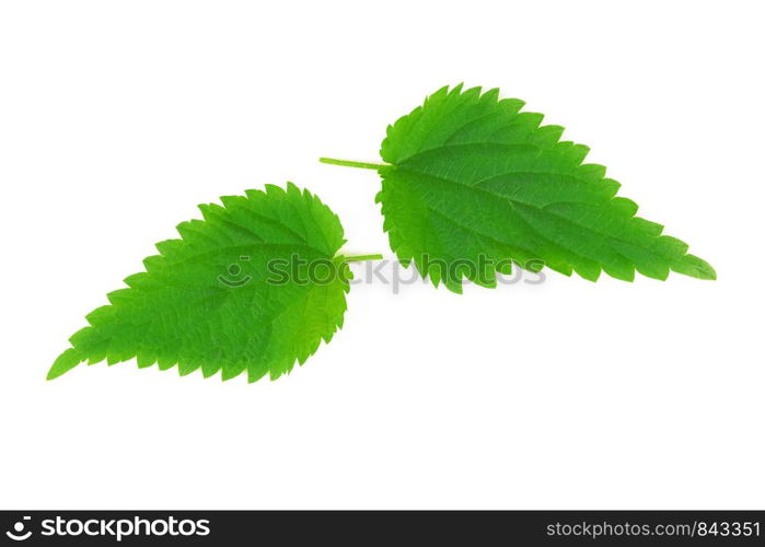 Stinging nettle leaves (Urtica Dioica) isolated on a white background in close-up