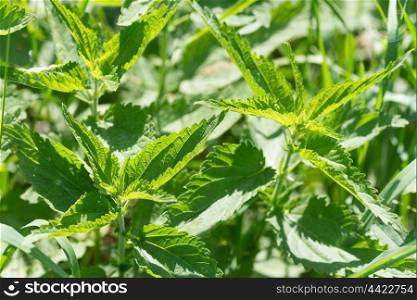 Stinging nettle on a sunny summer day close-up