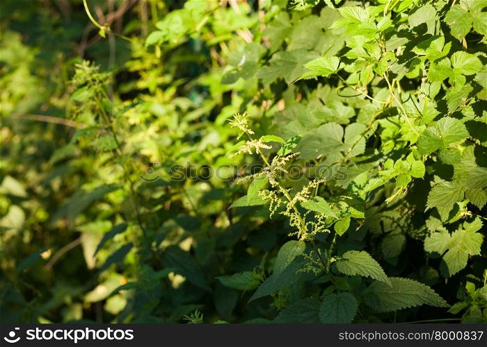 Stinging nettle (Urtica dioica) plant growing in the sunlight