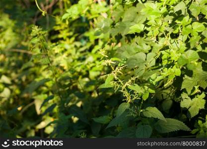 Stinging nettle (Urtica dioica) plant growing in the sunlight