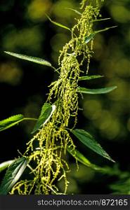 stinging nettle with eatable seeds